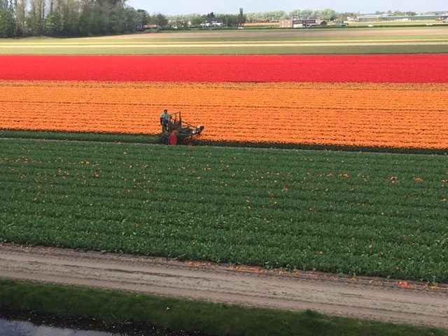 champ de tulipes en hollande